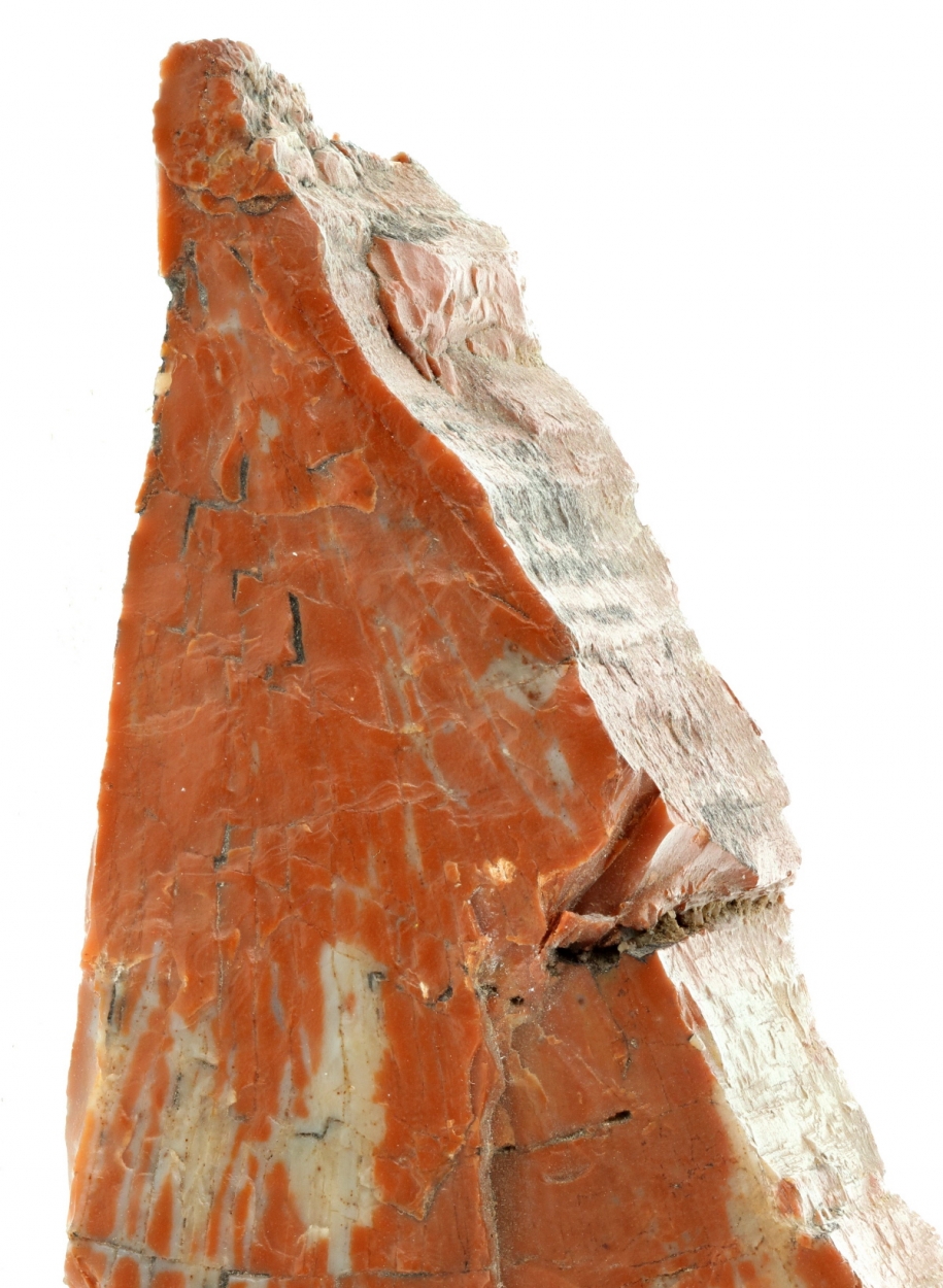 Petrified Wood