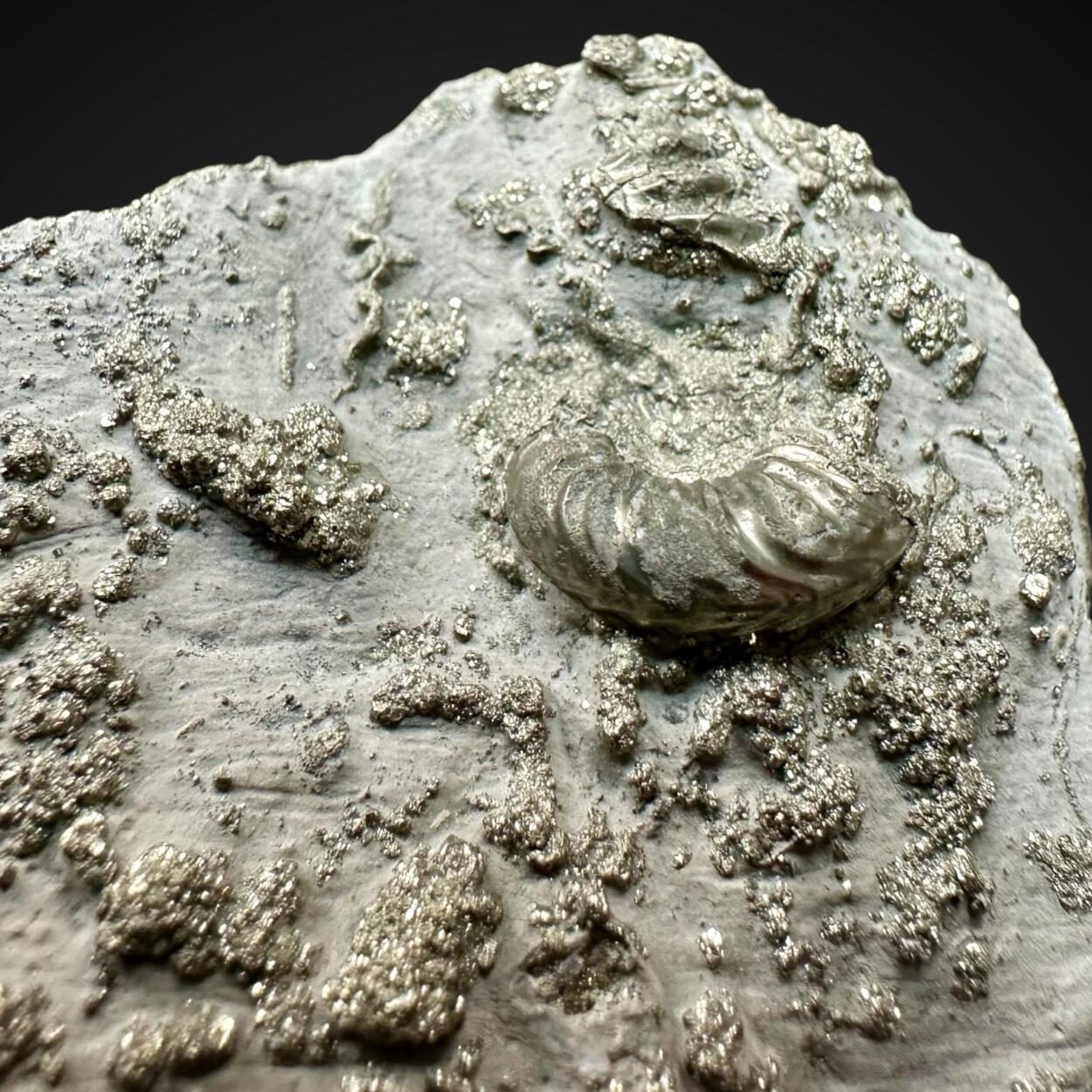 Ammonite & Pyrite