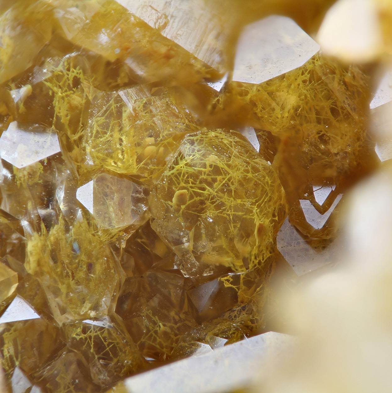 Quartz With Fossil Fungi Mycelium