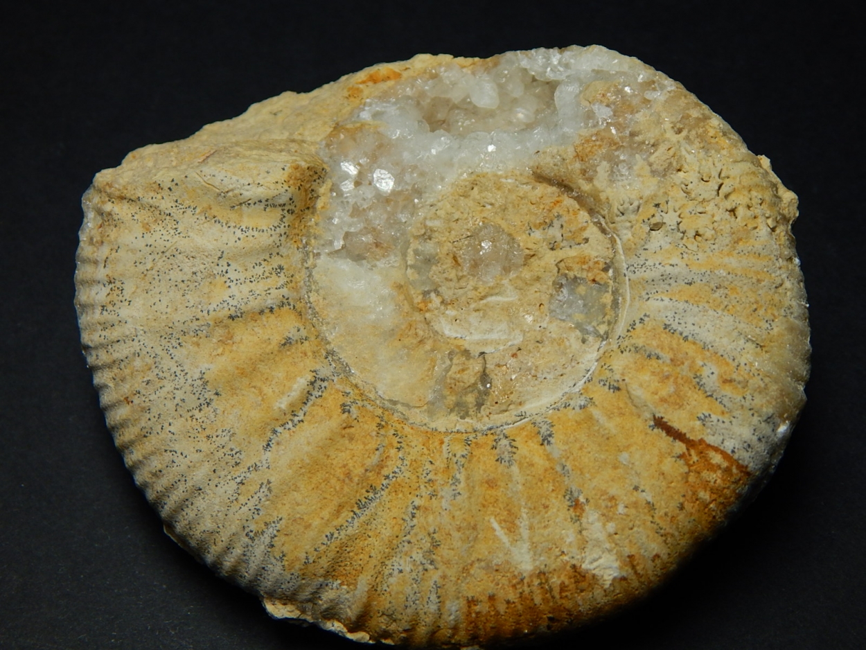 Calcite In Fossil Ammonite