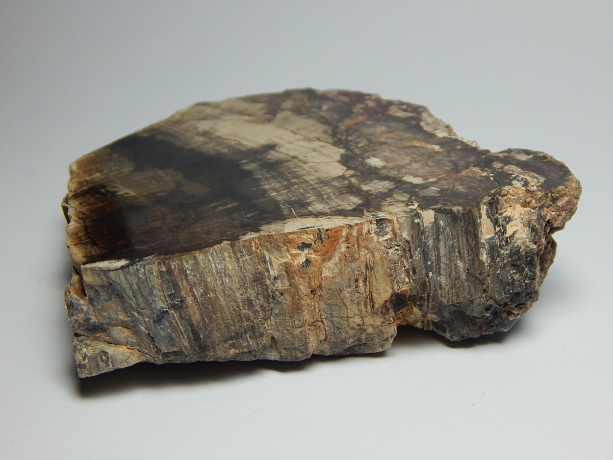 Fossil Wood