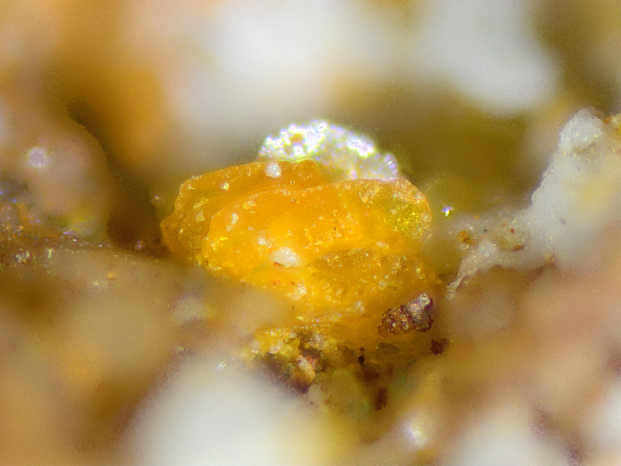 Seeligerite