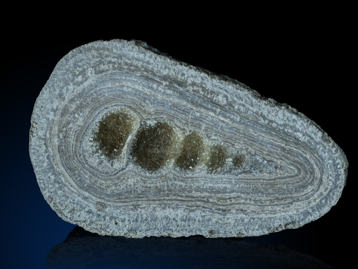 Fossil Turritella With Calcite