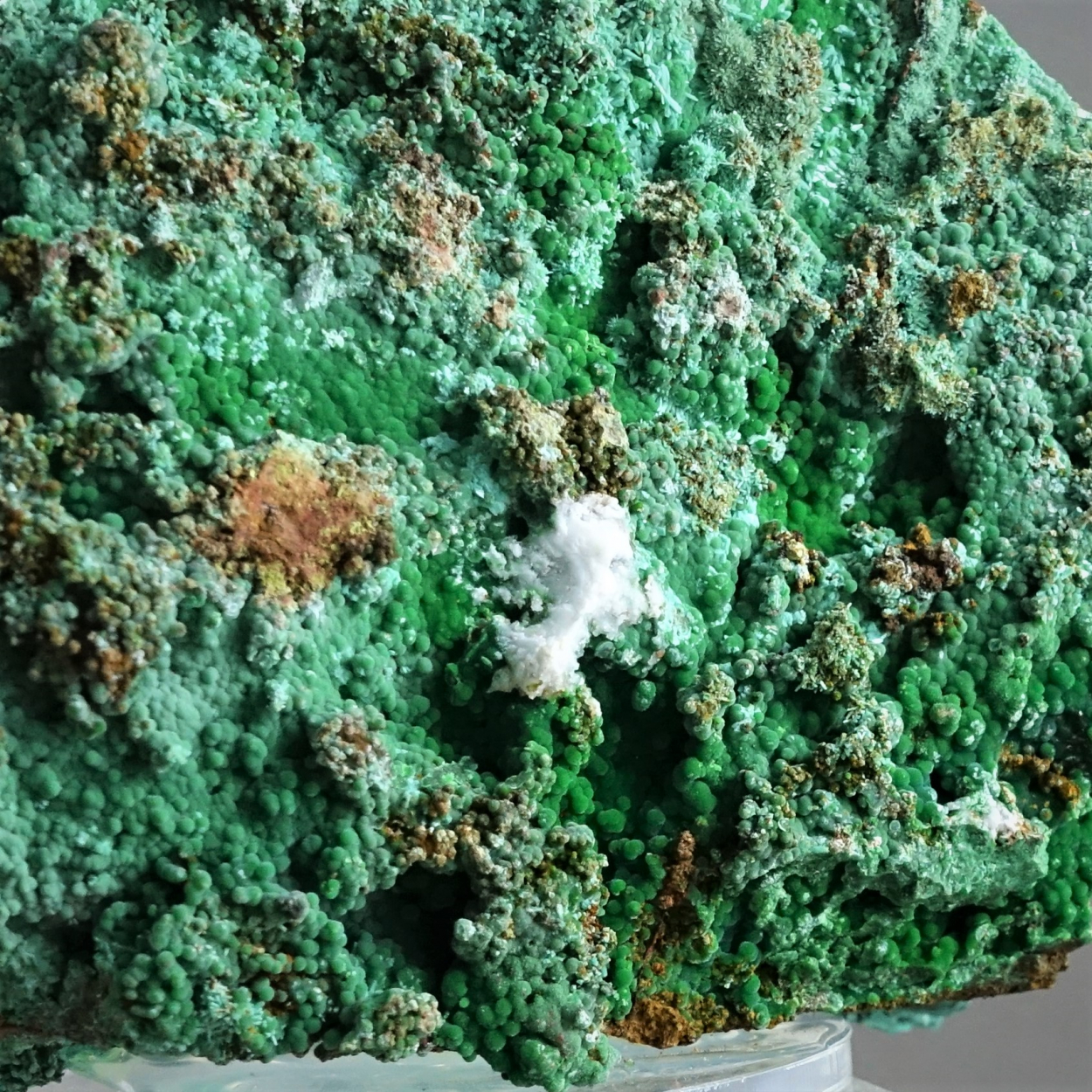 Conichalcite Olivenite Azurite & Aragonite