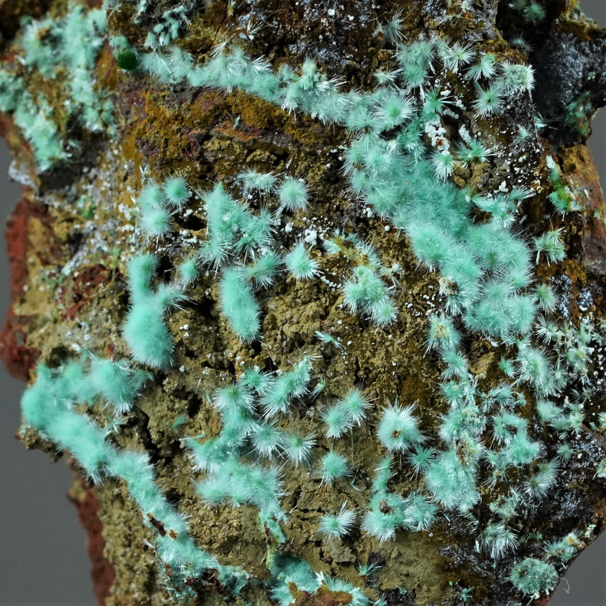 Agardite Conichalcite Olivenite & Gibbsite