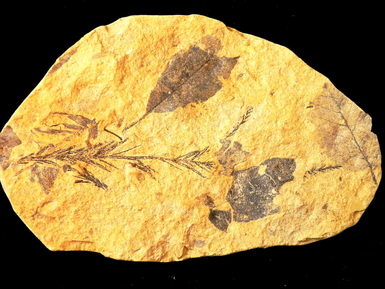 Plant Fossil
