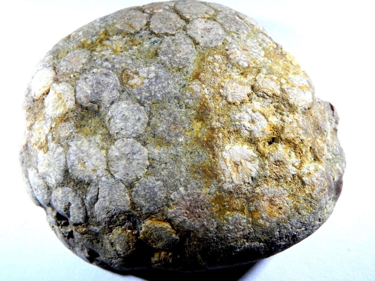 Fossil Stromatolites