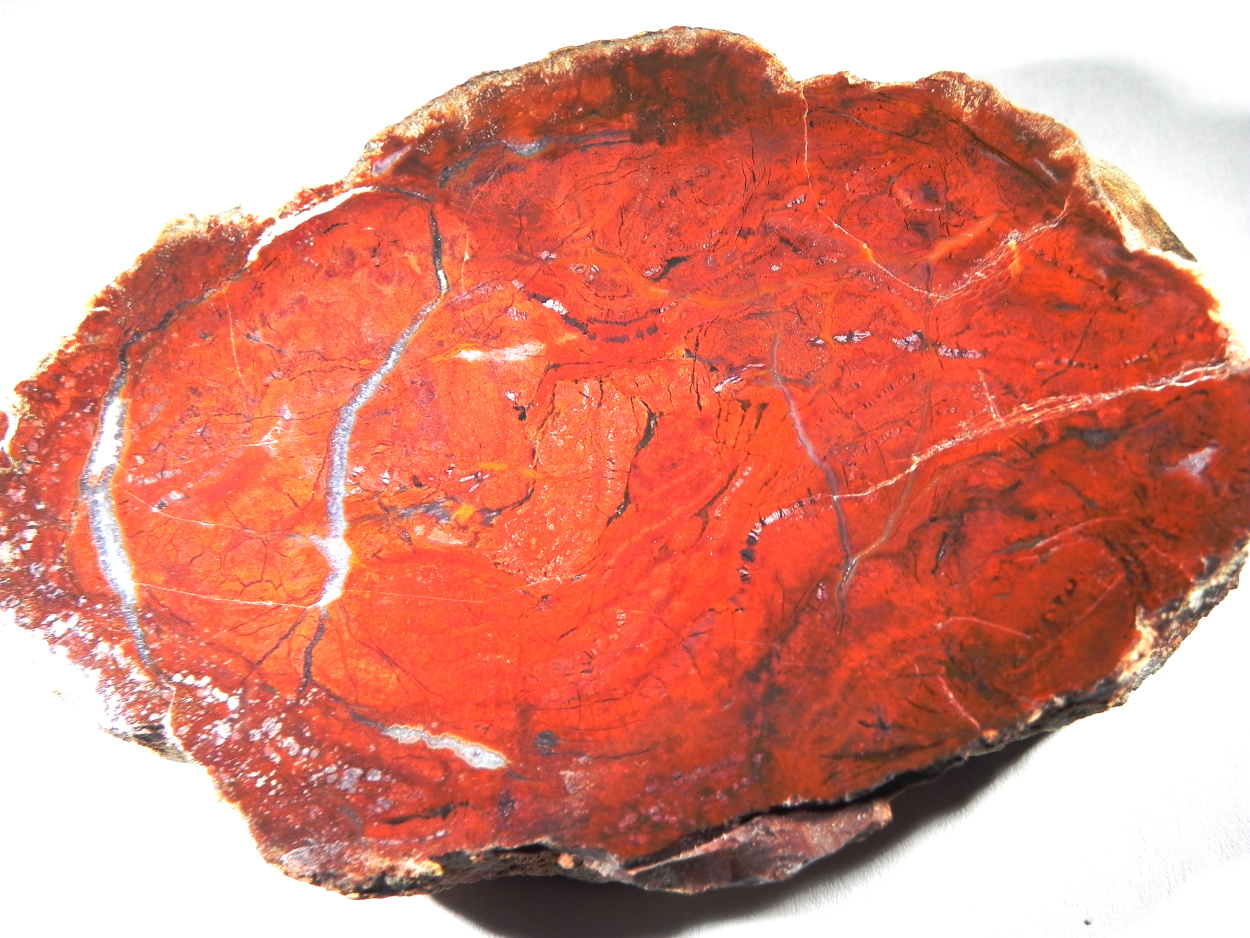 Petrified Wood