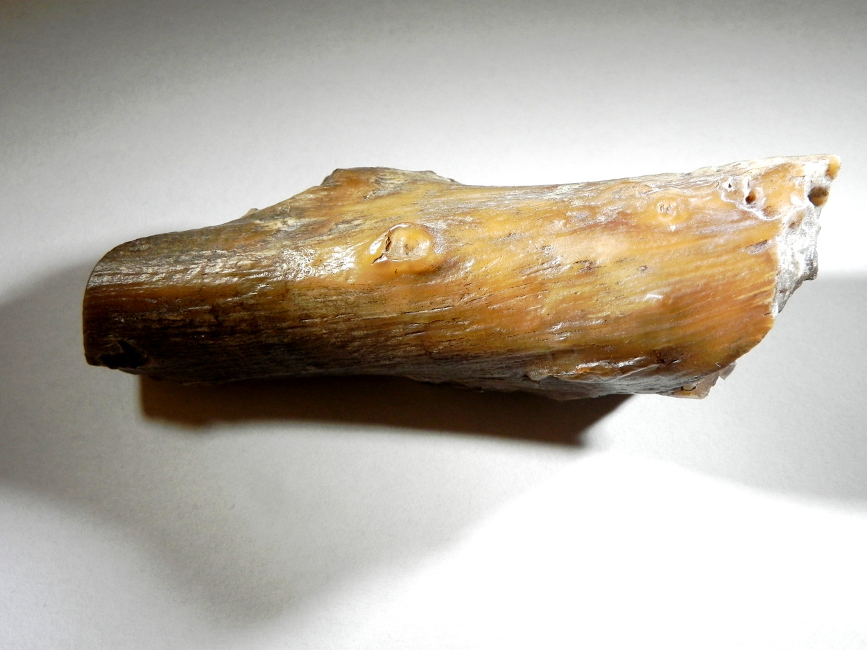 Petrified Wood