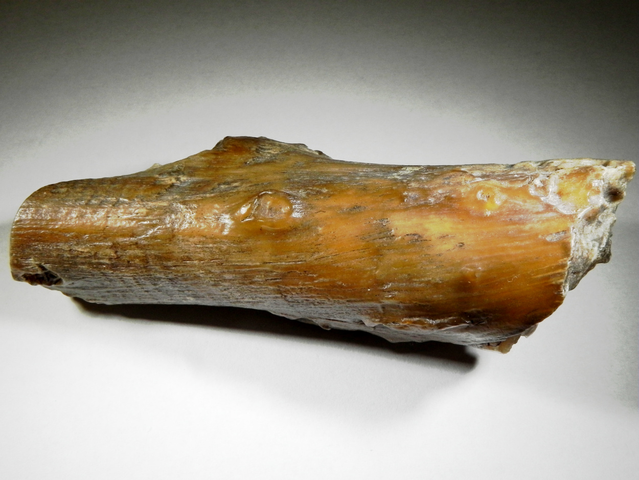 Petrified Wood