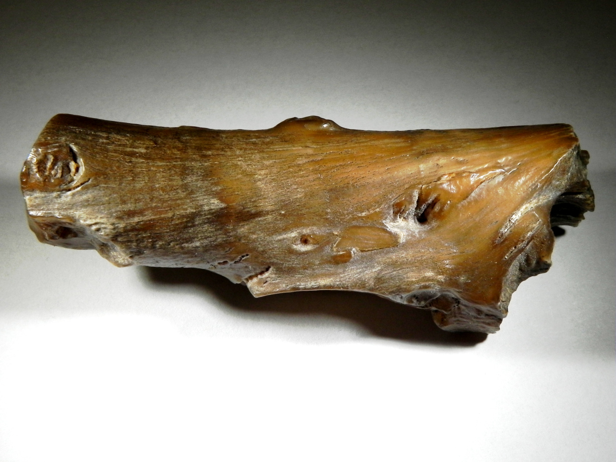 Petrified Wood