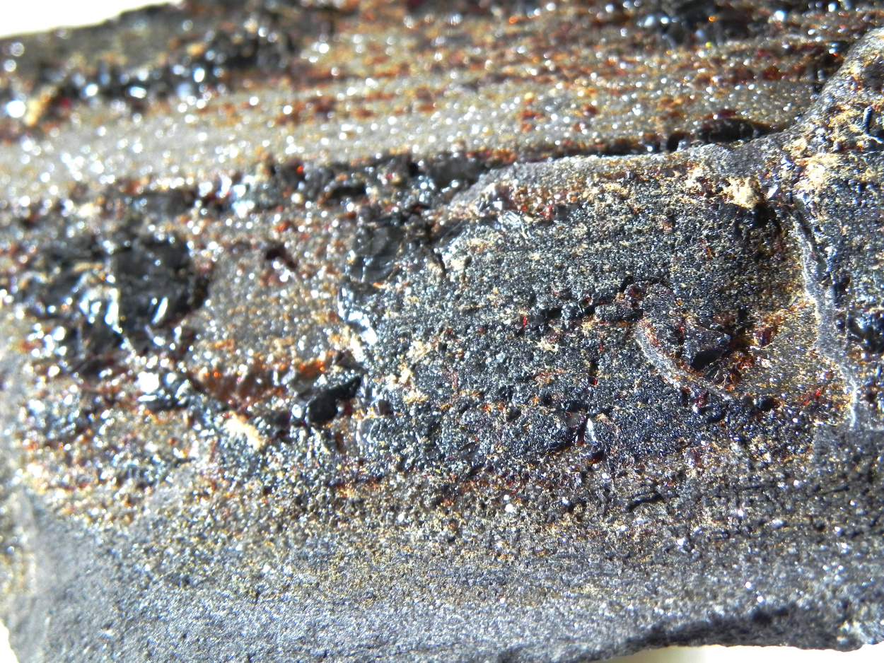 Duxite Amber On Petrified Wood
