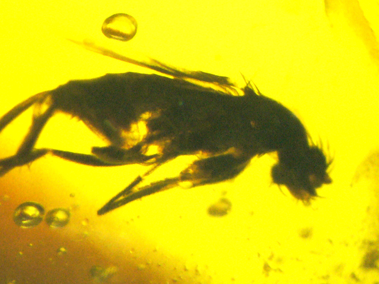 Amber With Inclusions