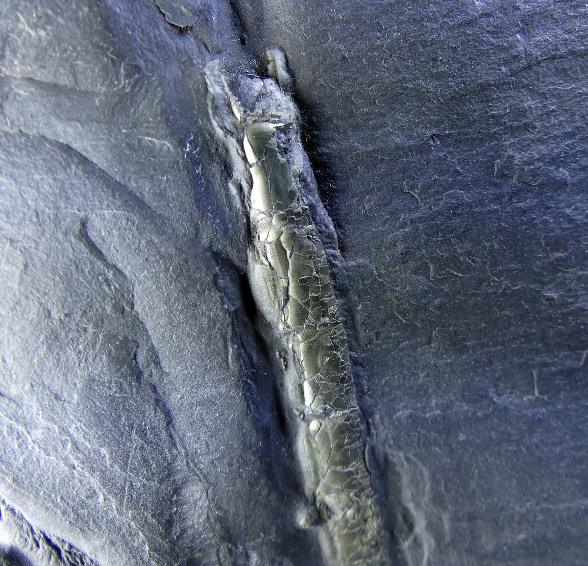 Pyrite Psm Fossil Orthoceras
