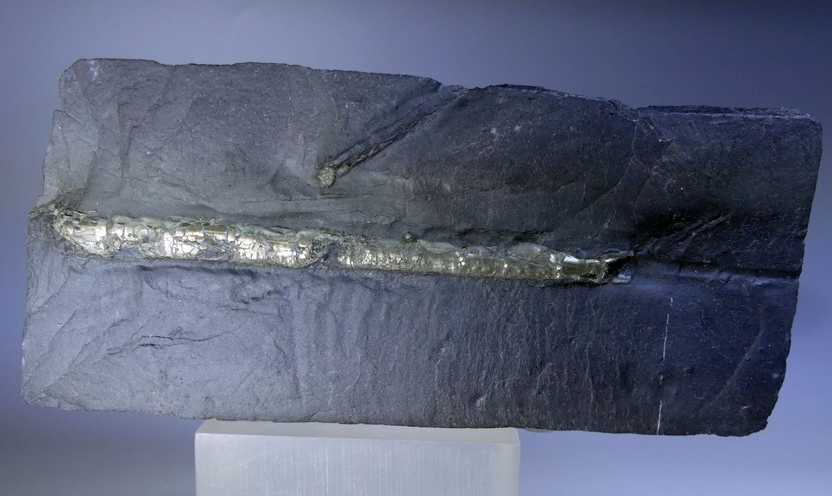 Pyrite Psm Fossil Orthoceras