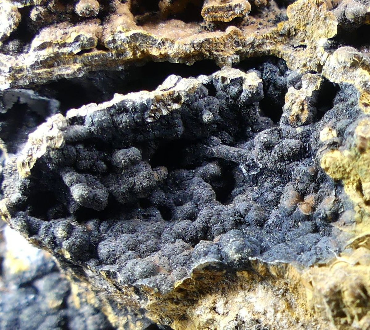 Plumbogummite