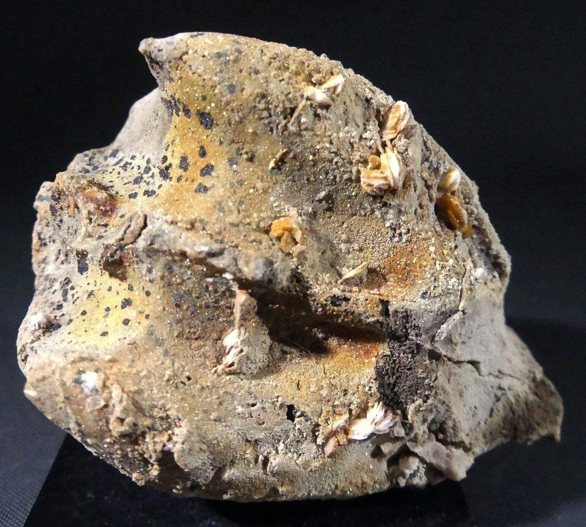 Vanadinite & Baryte On Fossil Shell