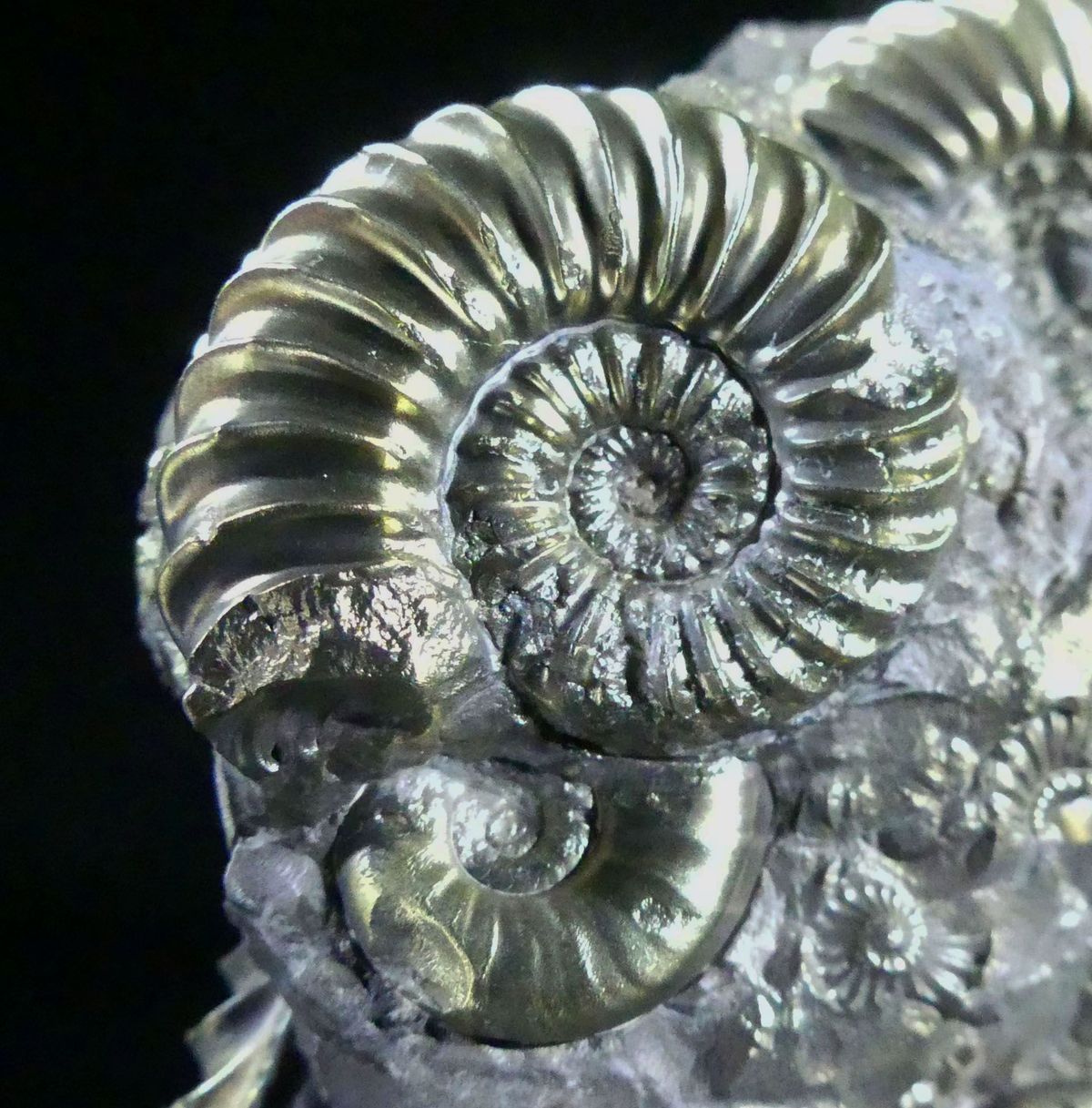 Pyritised Ammonite & Clam