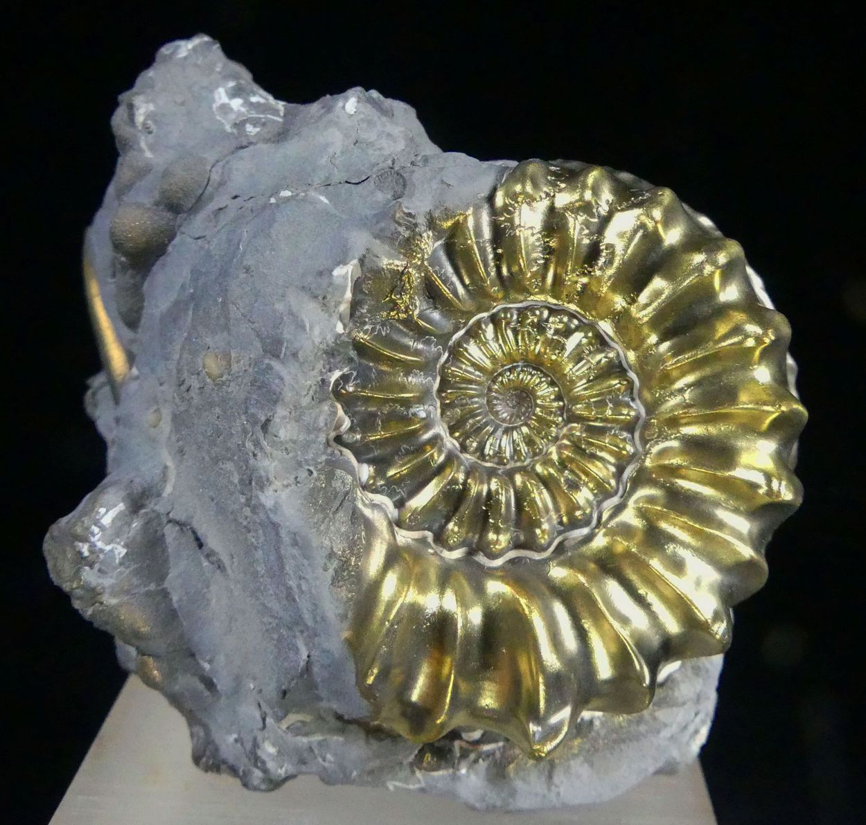 Pyritised Ammonite & Belemnite