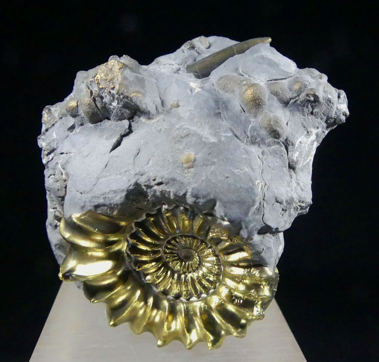 Pyritised Ammonite & Belemnite