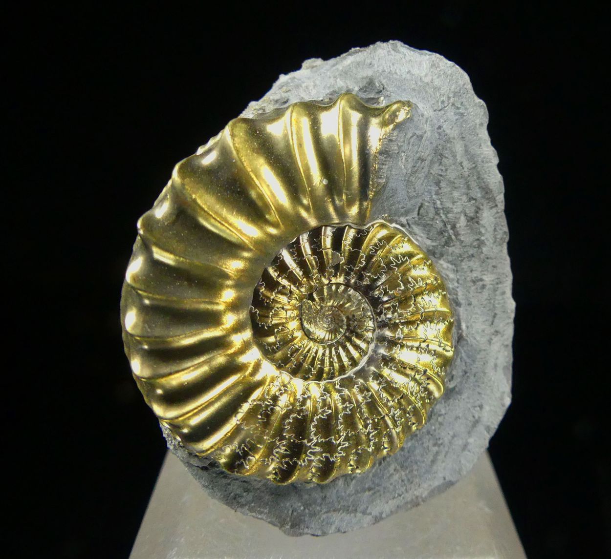 Pyritised Ammonite