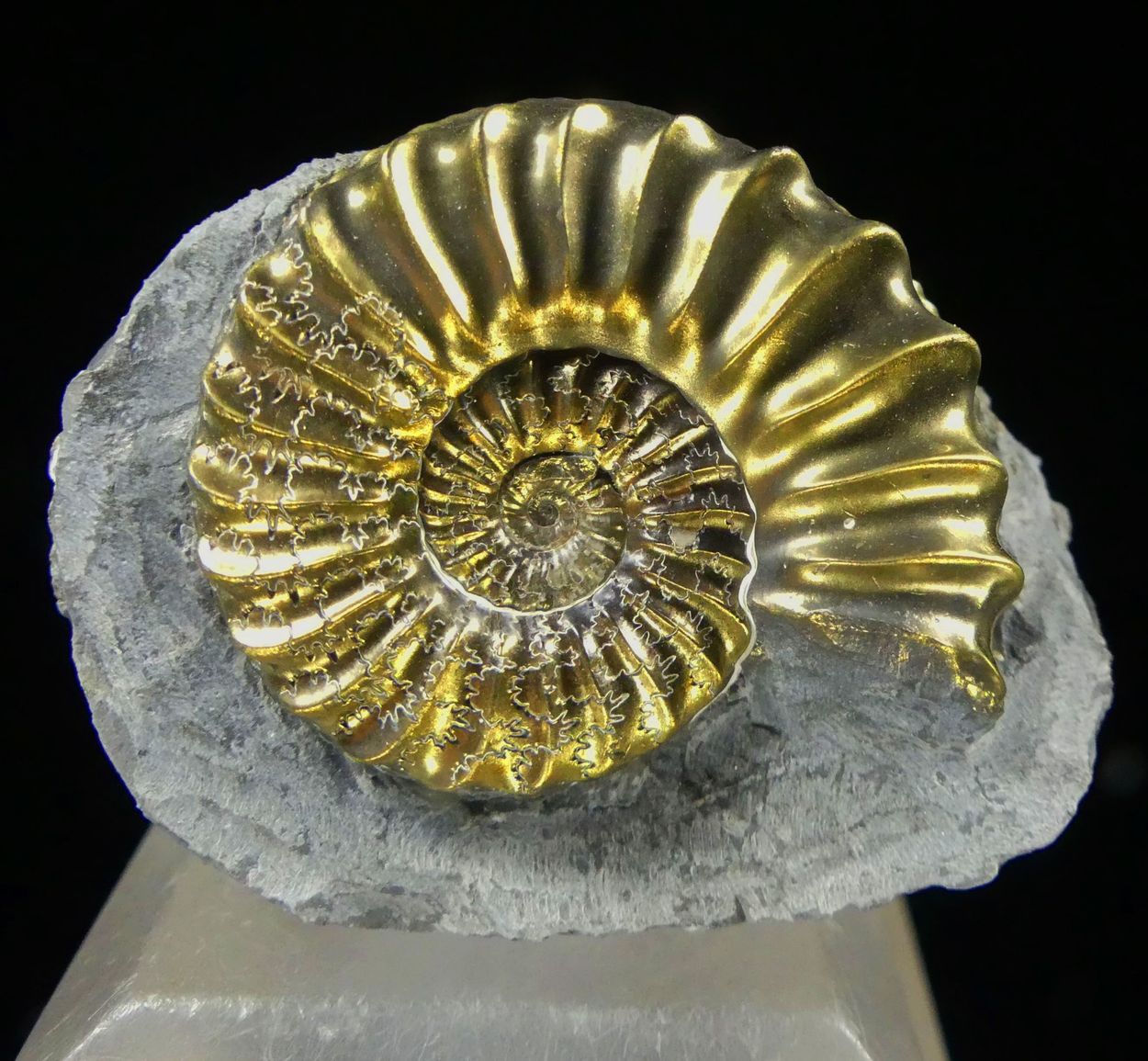 Pyritised Ammonite