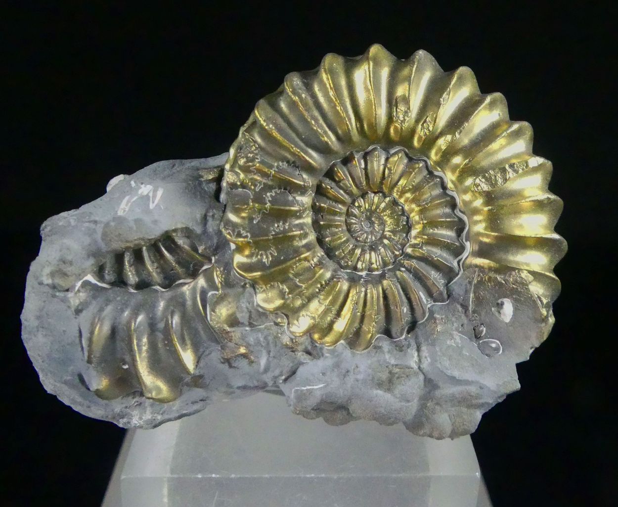 Pyritised Ammonite