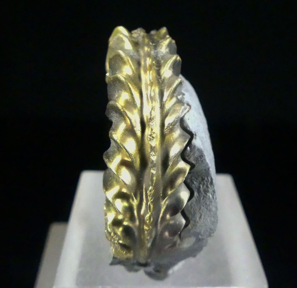 Pyritised Ammonite
