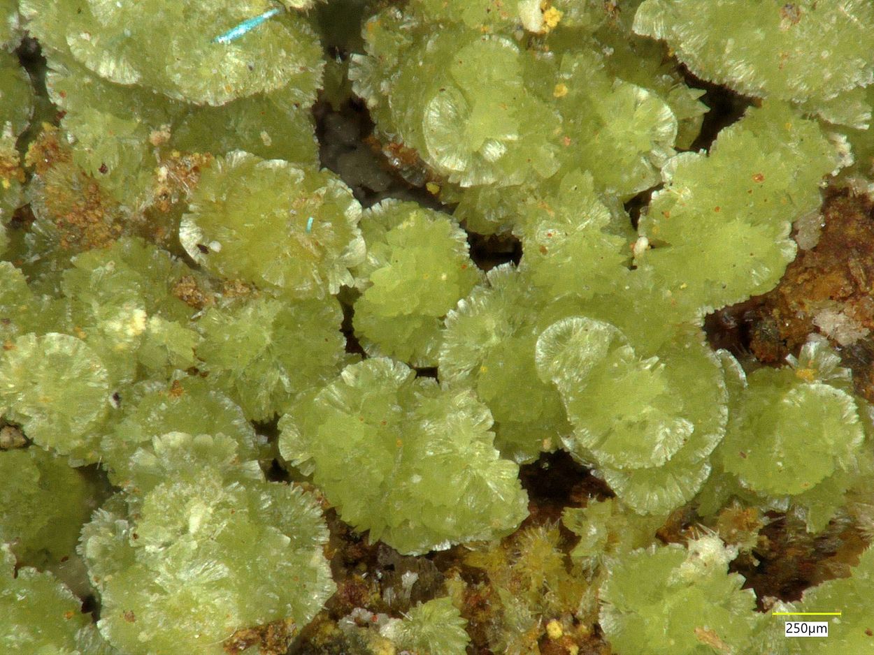 Hilarionite & Fibroferrite