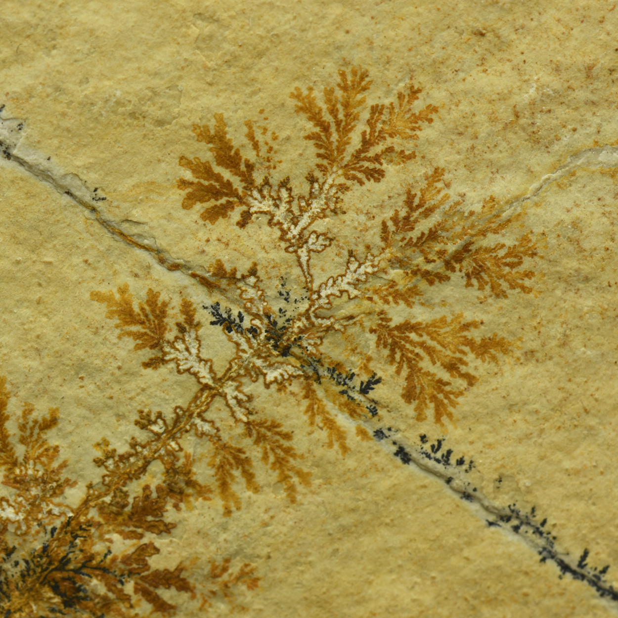 Manganese Dendrites