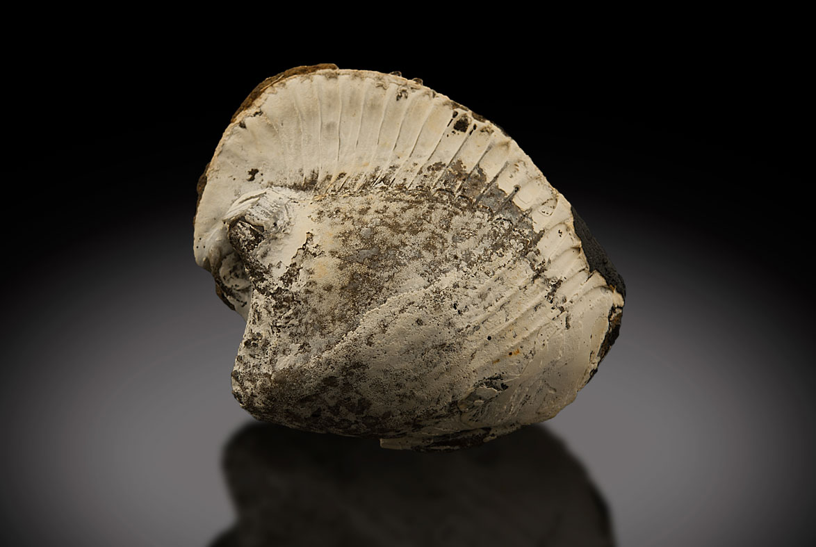 Fossil Shell