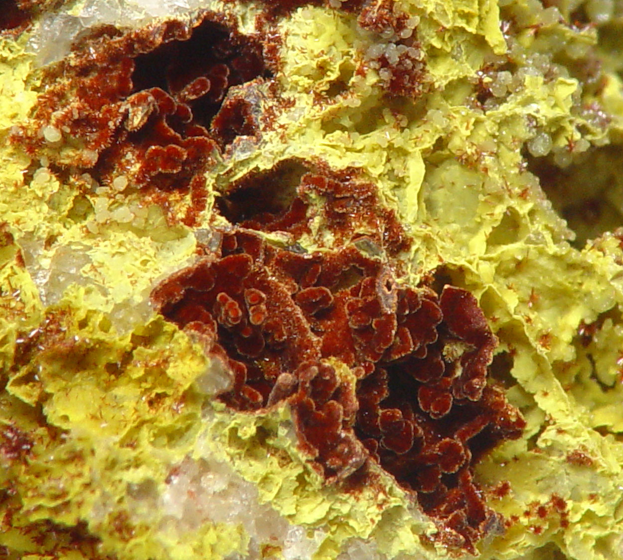 Carminite