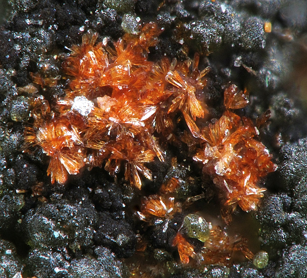 Cobaltlotharmeyerite Cobaltaustinite & Roselite