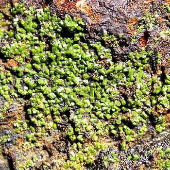 Pyromorphite