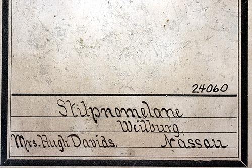Stilpnomelane