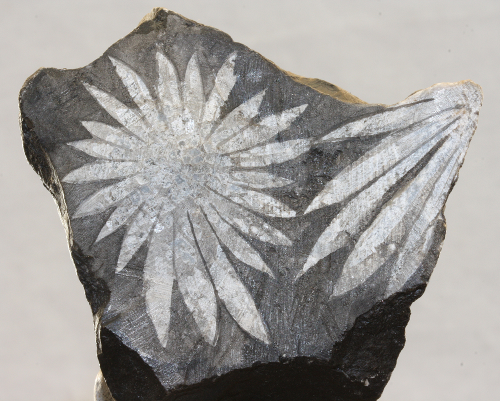 Celestine Var Chrysanthemum Stone