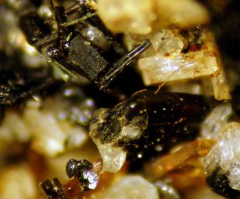 Perrierite-(Ce)