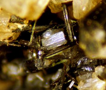 Perrierite-(Ce)