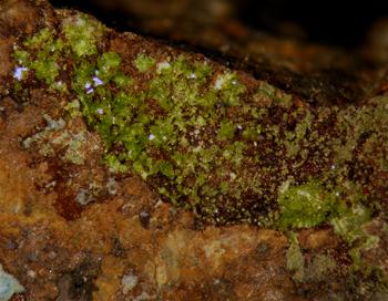 Molybdofornacite & Malachite