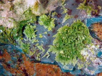 Volborthite & Chrysocolla