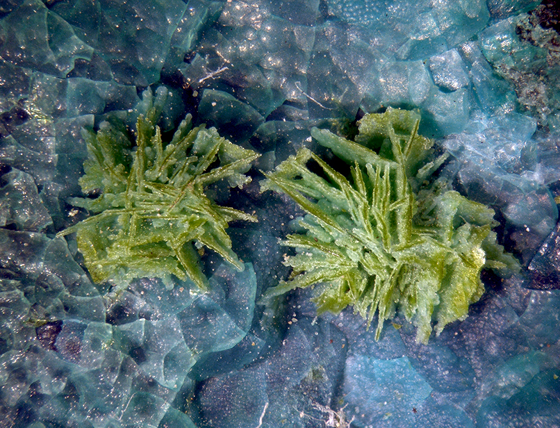 Volborthite & Chrysocolla