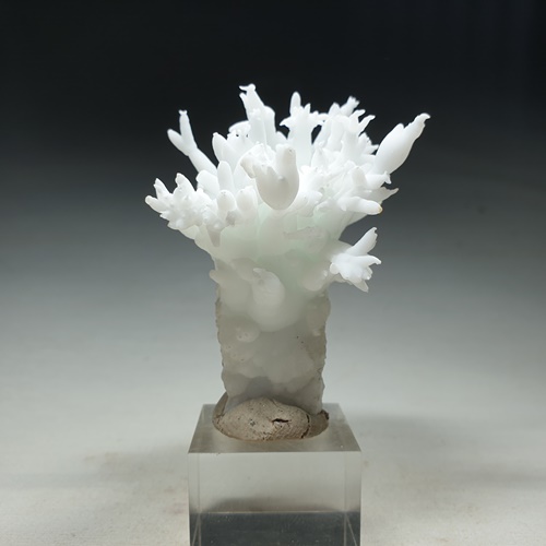 Aragonite Var Flos Ferri