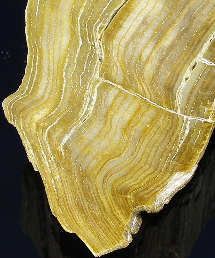 Wood Opal