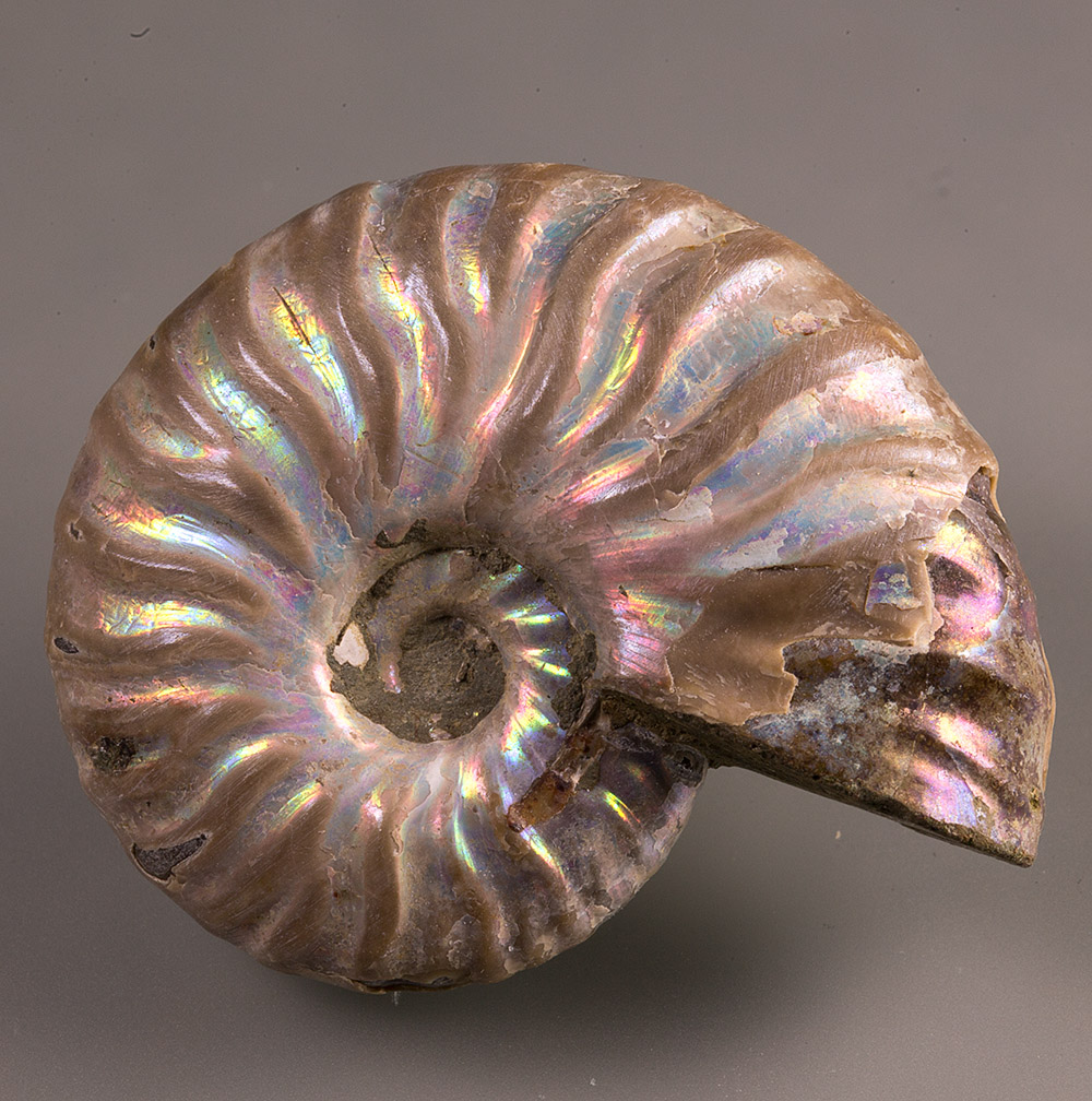 Ammolite