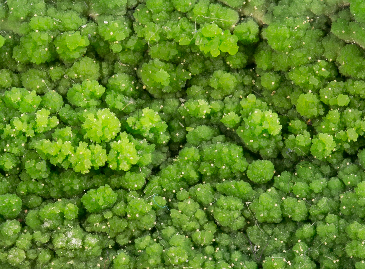 Pyromorphite