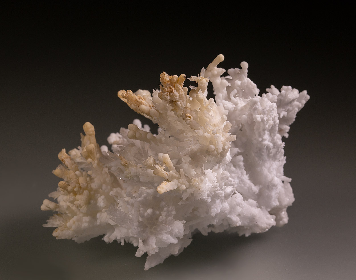 Aragonite Var Flos Ferri