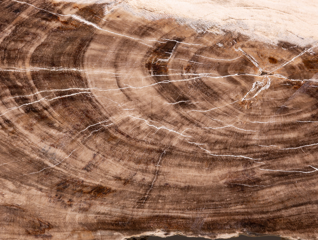 Fossil Wood