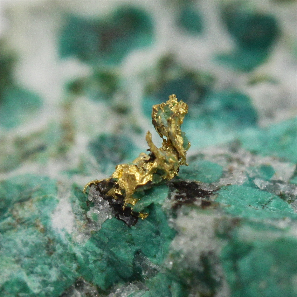 Gold With Chrysocolla