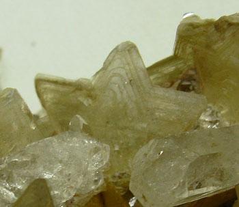 Muscovite