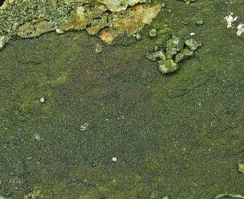 Olivenite On Quartz